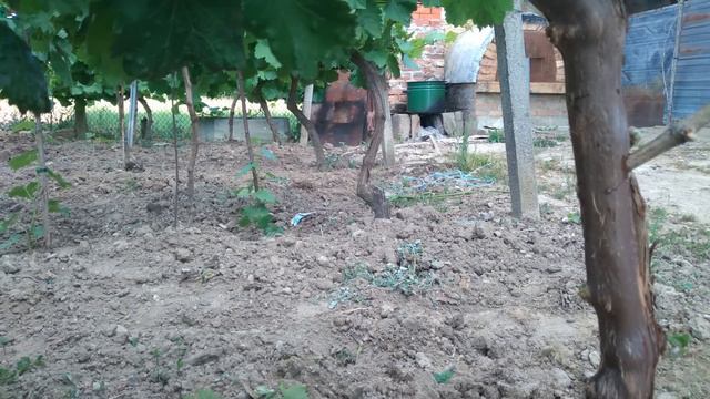 Grafting a vine with a drill in summer