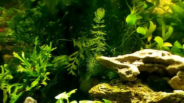 #Aquarium. Аквариумный ландшафт с растениями.