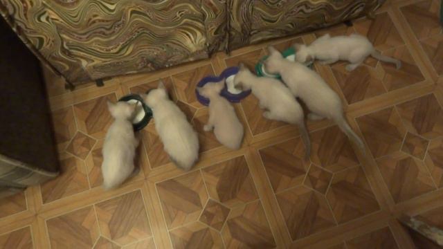 помет Д  Tricky Tail