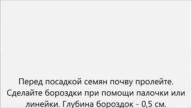 Когда сажать помидоры.Когда сажать помидоры на рассаду