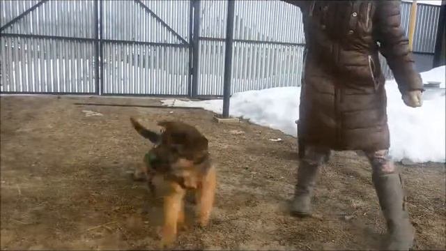  немецкая овчарка