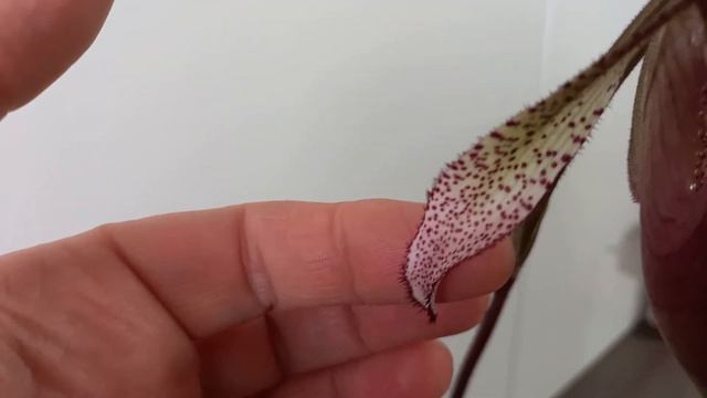 Paphiopedilum Curtis in Bloom