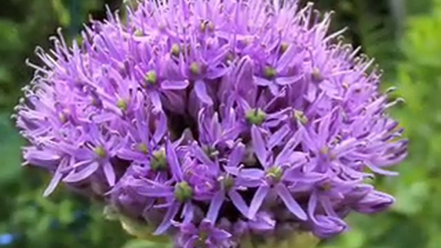 Allium "purple sensation"- impressions