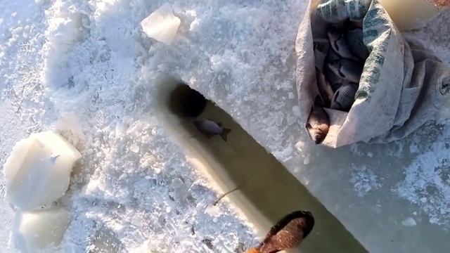 ПРОРУБИЛ ЛУНКУ А ТАМ.. РЫБА САМА ЛЕЗЕТ,задыхается