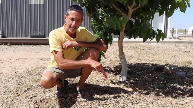 Can Fruit Trees Survive Desert Sun? | Full Sun Vs Shade