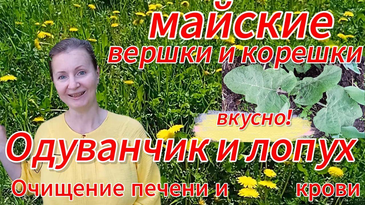 Как собрать и вкусно приготовить природные очистители организма - лопух и одуванчик
