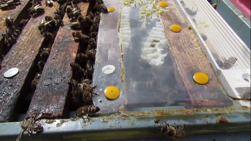 перевожу пчел на ячейку 4,6 - 5,0 мм, часть 59, расстояние между центрами сотов для выращивания трут