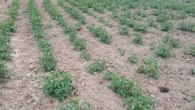 Влог. Котята🐈,куры🐔,дача, полисадник🍀🌷