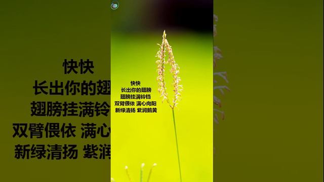 希望的颜色 #leaves  #nocturne #poetry #flowers