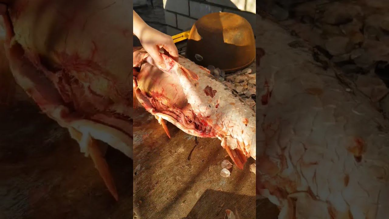 Икряная Рыба Сазан Рыбалка в Дагестане
