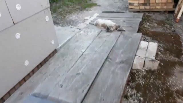 Посадка лука, дело тонкое???