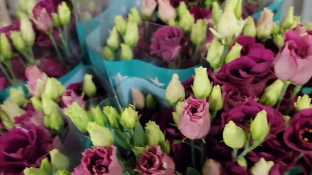 Eustoma G Arosa Red - Florea.cz