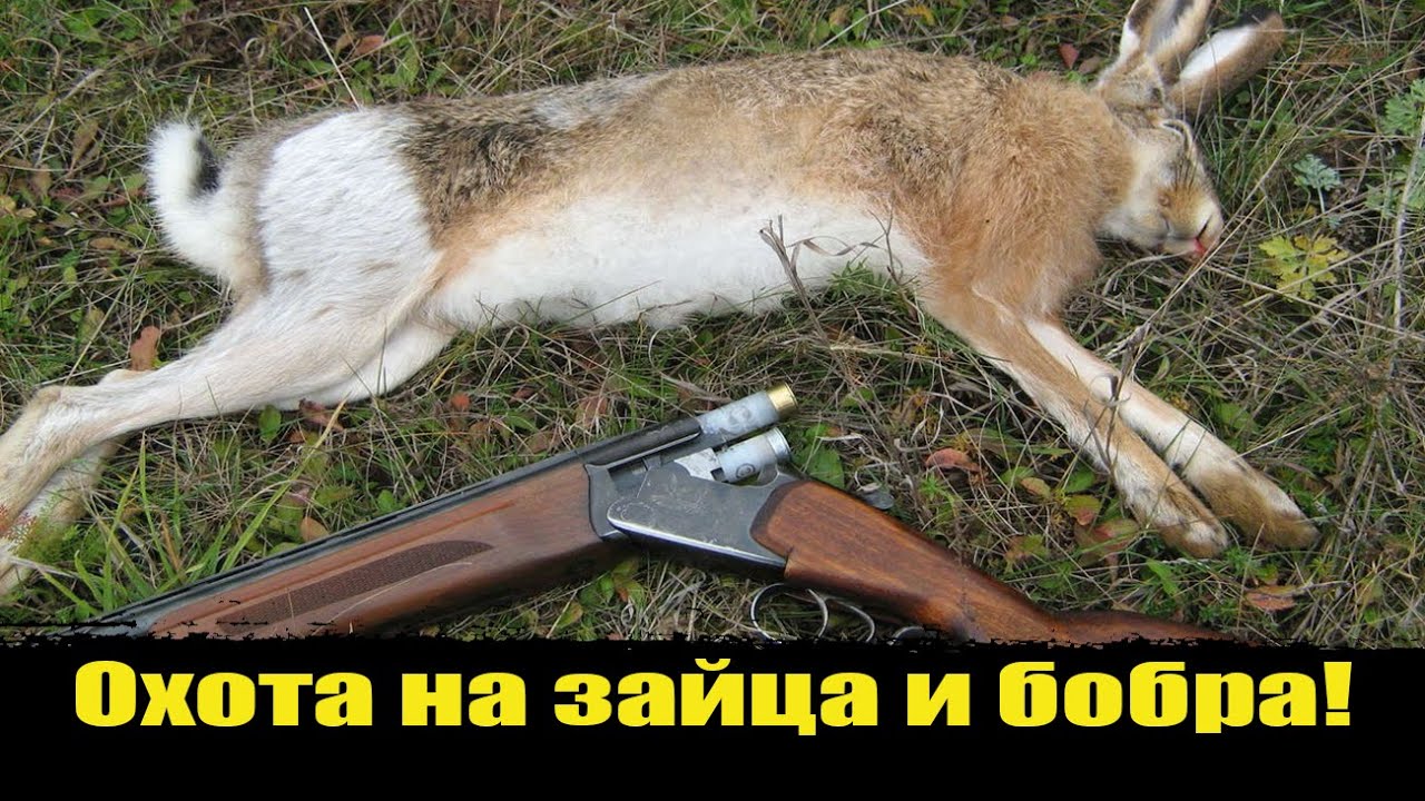 Охота на зайца и на бобра с ружьем, с подхода весной, как охотится на бобра ? Бобровая запруда!