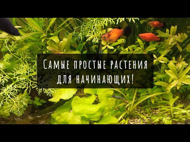 Самые неприхотливые аквариумные растения |  просто добавь воды и света