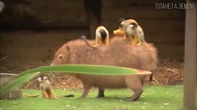 Ростислав Чебыкин Капибара клип