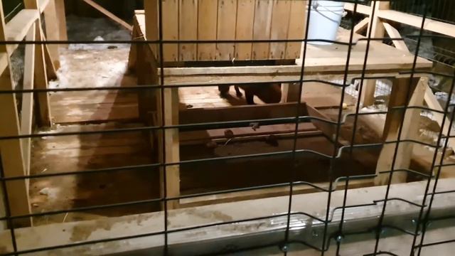 Жизнь лисы - Смотрим с Алисой как Арчи ужинает