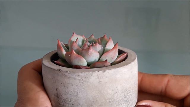 Echeveria chihuahuensis