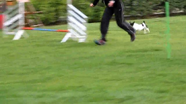 ENCI La Valletta Roma 31 5 13 Lilli agility