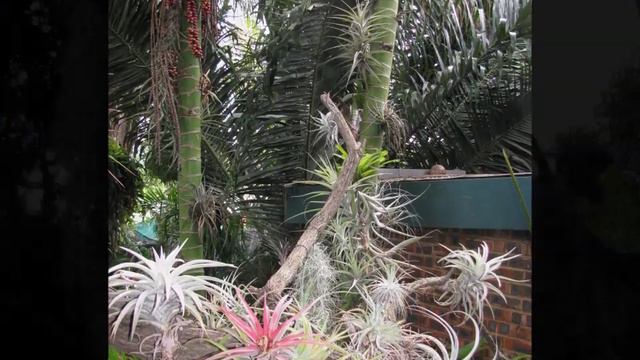 Tropical Farms 2 720p.mp4