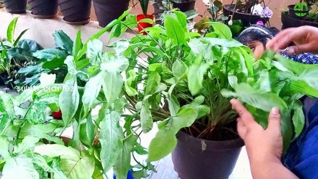 SYNGONIUM(Arrow Head Plant)Care & Info | Indoor Plants | Syngonium Care And Propagation In Malayala
