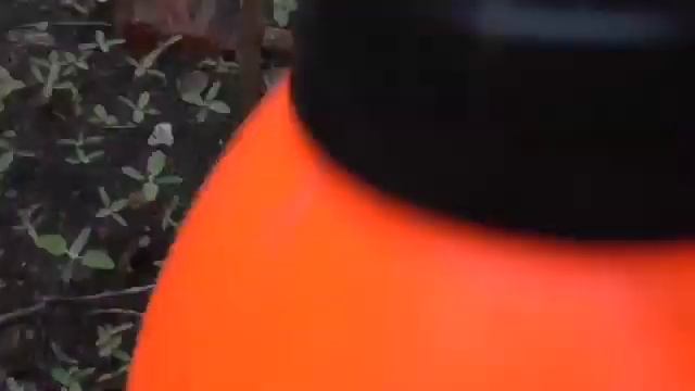 Реанимация абрикоса Результат есть Препараты Циркон и НВ 101