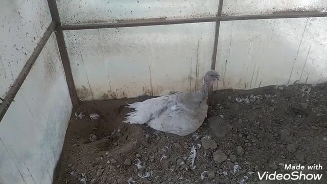 Сюрприз)))Индюшка с индюшонком)))