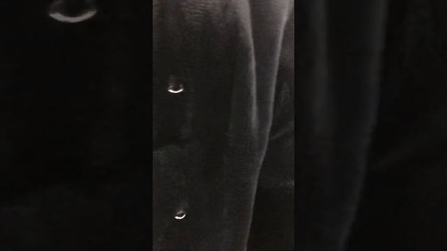 шубка из стриженой норки