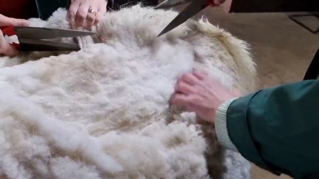 Закулисье зоопарка: как стригут альпака Альпака