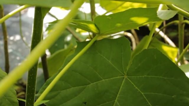 Как растёт и цветёт удивительное дерево Павловния