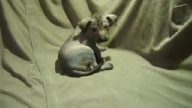 Средний мальчик ксоло