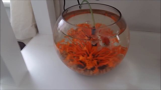 ПОКА MISS SUNNY В ШКОЛЕ МАМА ДЕЛАЕТ ОБЗОР ПОКУПОК   MOM STAYED AT HOME ALONE