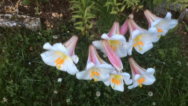 Lys 'Royal' ou Lys 'Régale' ou 'Lilium régale Album' Le Parfum Capiteux