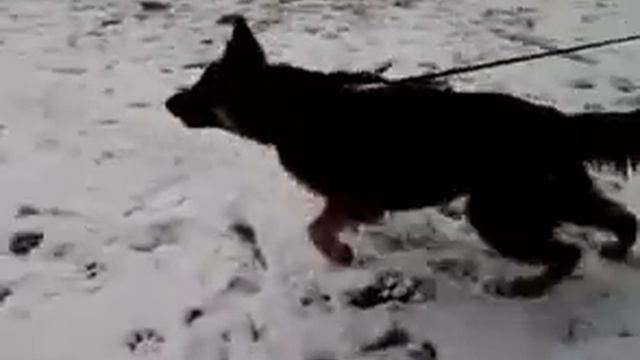 Восточно-европейская овчарка (ВЕО) РОККИ 6,5 месяцев