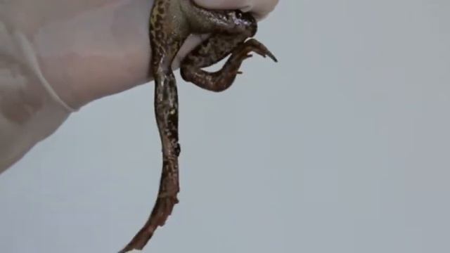 Стрихнин
