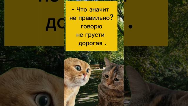 Милая не грусти. #смешныеистории #юмор #смешныекотики #мемы