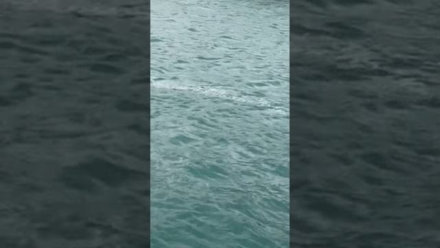 潮目には気泡やゴミ、海藻等が集まり、線を為しているので直ぐにわかります。当然ですが海は一つですが、水温や水質、流れの方向等等が微妙に異なり、それらの境目が潮目となります。#shorts