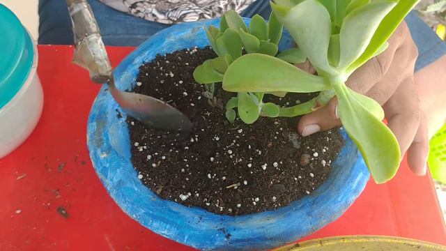 Replantio da Echeveria Pálida.