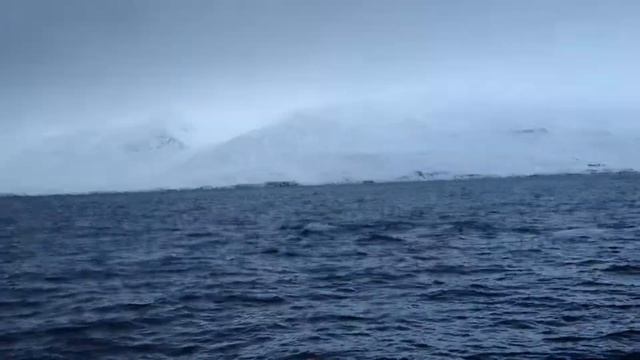 киты в Атлантическом океане Whales in Atlantic ocean!