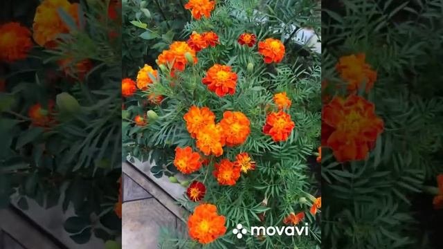 #901 VLOG Самые яркие краски осени.....Цветы из моего сада..