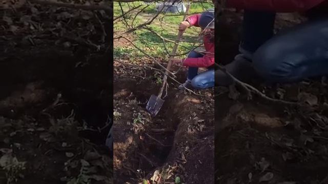 Как правильно откопать дерево для пересадки?
