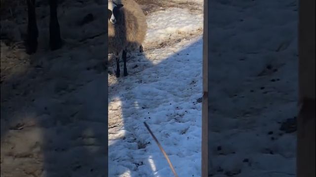 Козоовцы! И козы и овцы, смесь, редкость в наших краях