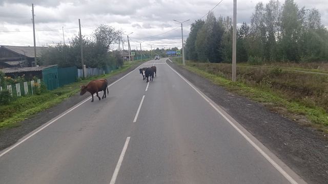 вот так пешеходы😀😀😀