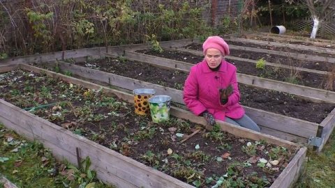 Подготовка клубники к зиме. Как подготовить землянику к зимовке. Мульчирование клубники. Воронова 0