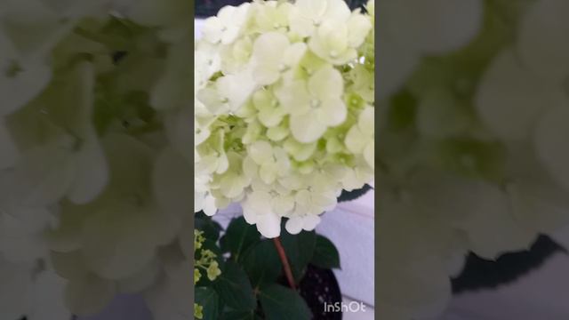 Самарская Лидия начало цветения 🌺