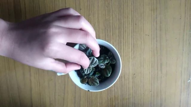 how to grow peperomia caperata  | peperomia caperata | peperomia propagation | ripple peperomia