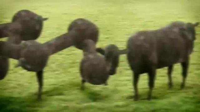 Cows  Cyriak
