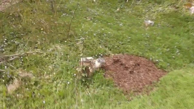 Springtime, flowers and graftings. May 3rd. 2014.