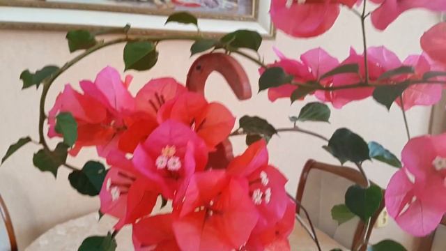 Бугенвиллия в домашних условиях.  /Bougainvillea At Home