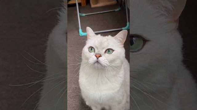 Британец серебристая шиншилла | короткие видео с котами | монтаж в CapCut