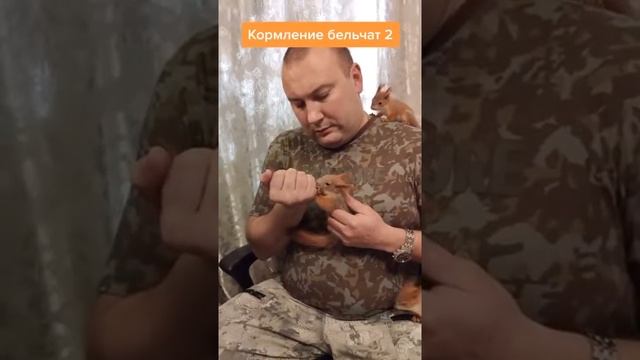 КОРМЛЕНИЯ БЕЛЬЧАТ